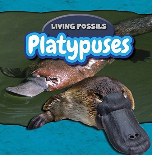 Platypuses by Caitie Mcaneney