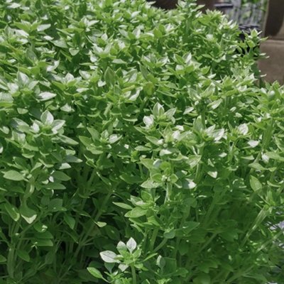Algopix Similar Product 17 - Basil Pluto  Herb Seeds Package  1