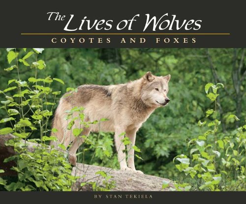 The Lives of Wolves, Coyotes and Foxes by Stan Tekiela