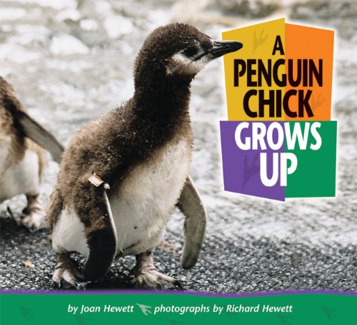A Penguin Chick Grows Up (Baby Animals)