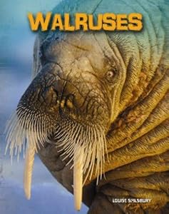 Walruses