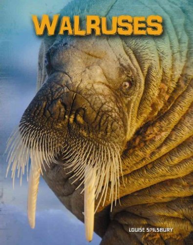 Walruses by Louise Spilsbury
