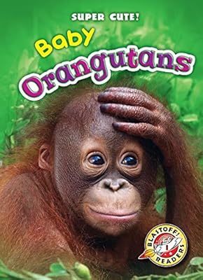 Baby orangutans
