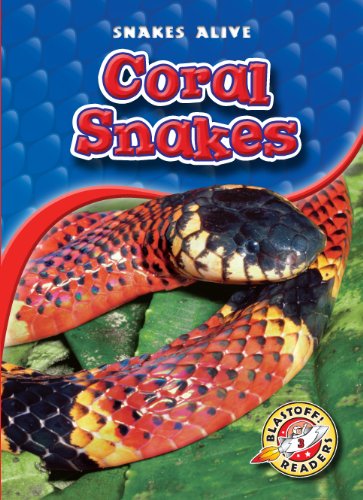 Coral Snakes by Colleen Sexton