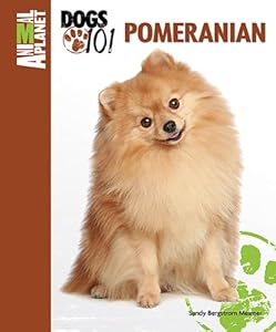Pomeranian by Sandy Bergstrom Mesmer