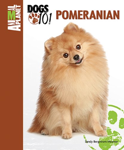Pomeranian by Sandy Bergstrom Mesmer