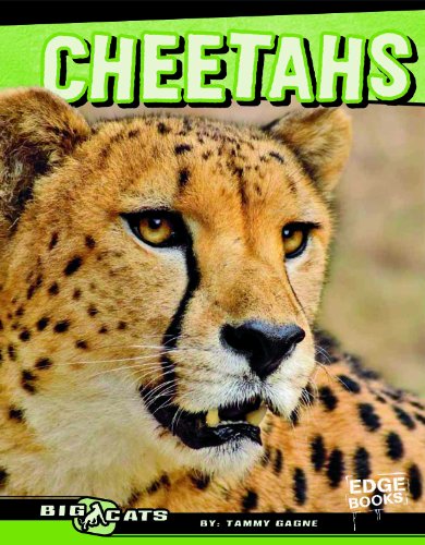 Cheetahs by Tammy Gagne