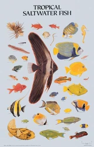 Tropical Saltwater Fish Poster (Dover Posters) by Dover