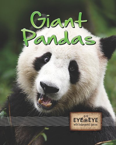 Giant Pandas by Tom Greve