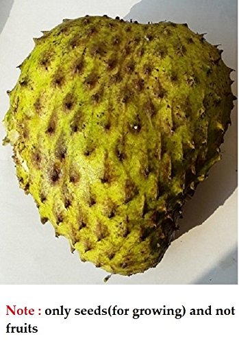 Graviola (Annona muricata) Soursop (mul seethapazham,mullen chakka) Tree seeds - Splendour seeds