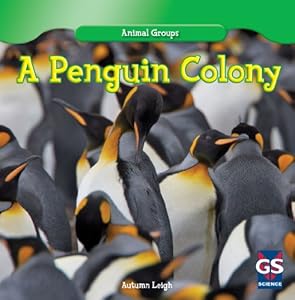 A Penguin Colony