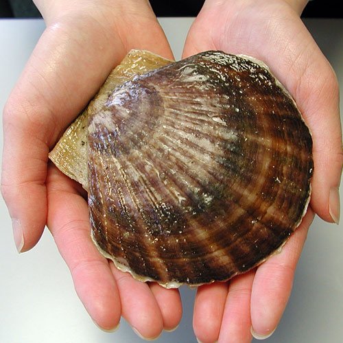 ホタテ 目 80個 Mariposa