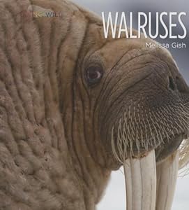 Walruses