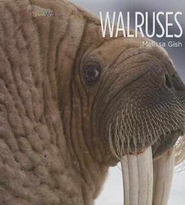 Walruses