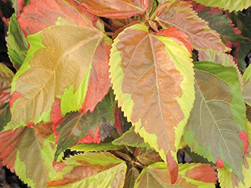 Algopix Similar Product 1 - Hort Couture Acalypha Jungle Cloak 70mm