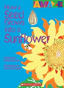How a Seed Grows Into a Sunflower (Amaze)