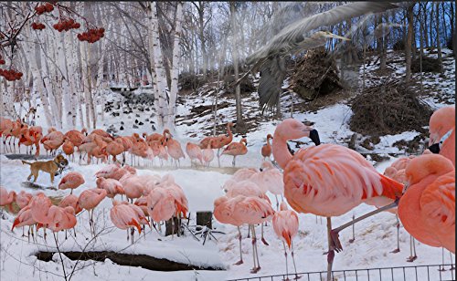 

Flamingo Tableaux