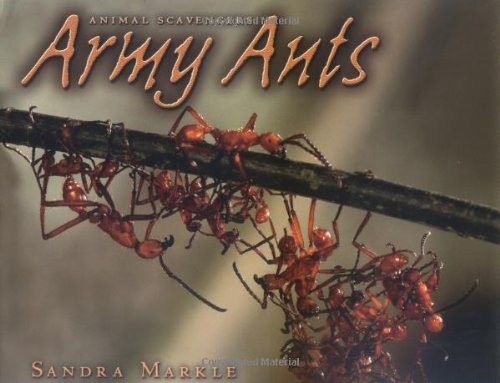 Army Ants