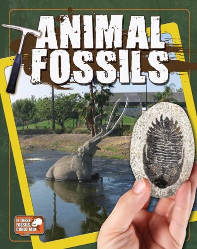 Animal fossils by Natalie Hyde