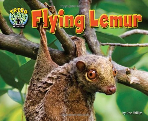 Flying Lemur by Dee Phillips