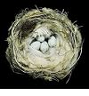 [ NESTS: FIFTY NESTS AND THE BIRDS THAT BUILT THEM ] By Beals, Sharon ( Author) 2011 [ Hardcover ]