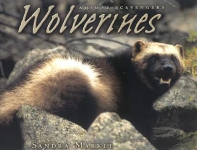 Wolverines (Animal Scavengers)