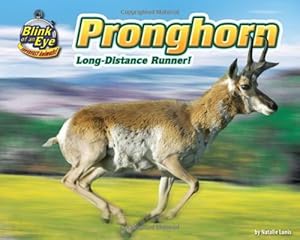 Pronghorn: Long-Distance Runner!