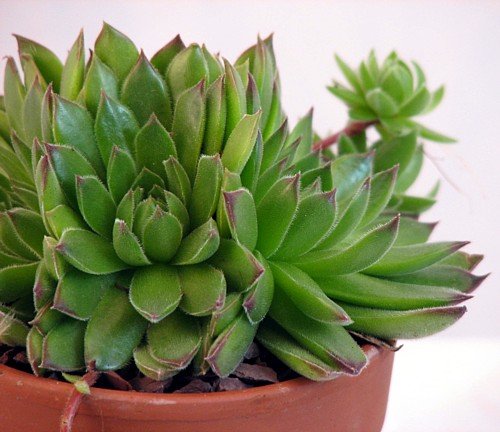 Succulent Plants - Hens & Chicks