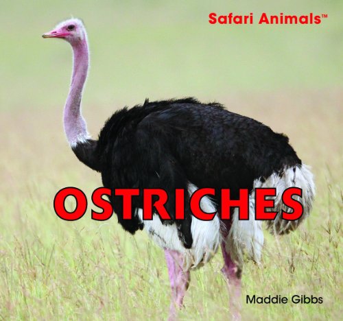 Ostriches by Maddie Gibbs