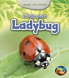 Life Story of a Ladybug