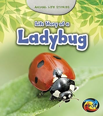 Life Story of a Ladybug