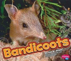 Bandicoot (Pebble Plus: Australian Animals)