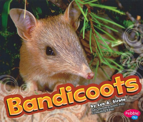 Bandicoot (Pebble Plus: Australian Animals) by Lyn A. Sirota