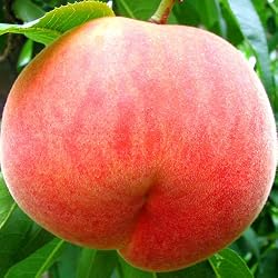 桃 福島県産 特秀桃 約２キロ・８～９玉 化粧箱入り