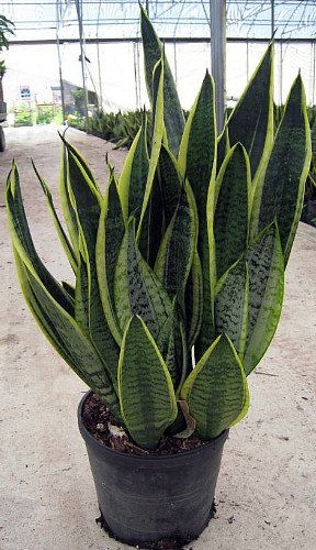 Succulent Plants - Snake Plant