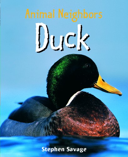 Duck by Stephen Savage