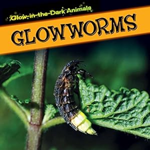Glowworms