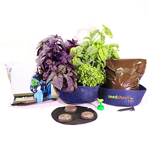 Algopix Similar Product 4 - Seedsheet Grow Your Own Mini Pesto