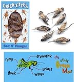 HotLix Edible Crickets (salt and vinegar flavor)