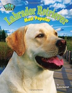 Labrador Retriever: Most Popular