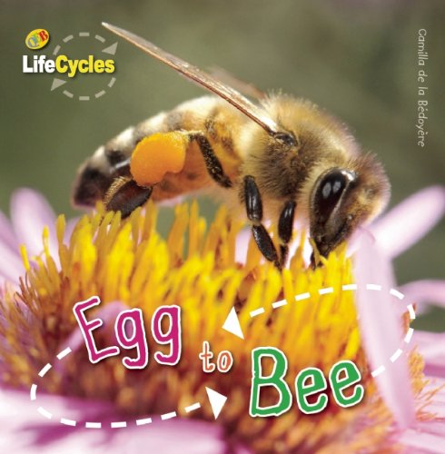 Egg to Bee by Camilla de la Bedoyere