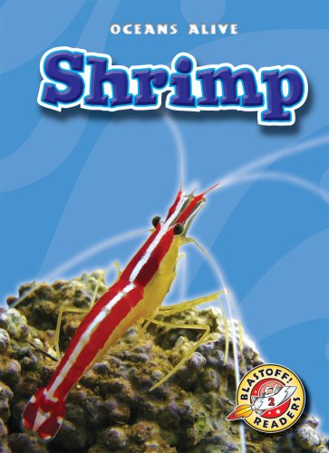 Shrimp by Colleen Sexton