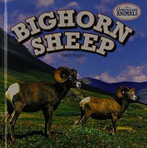 Bighorn Sheep