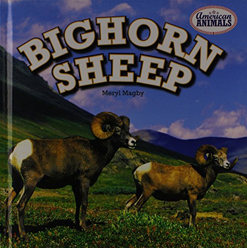 Bighorn Sheep by Meryl Magby
