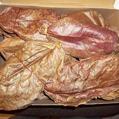 SunGrow 25 Grams (About 10 pcs.) Giant Indian Almond Leaves Catappa Ketapang Aquarium