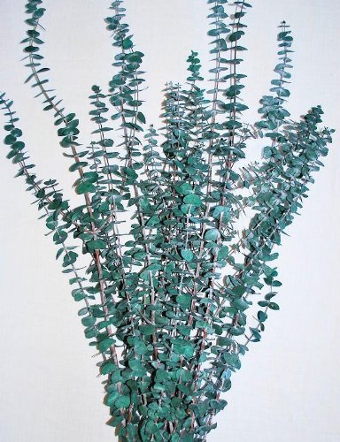 Algopix Similar Product 3 - Preserved Eucalyptus Branches - Green