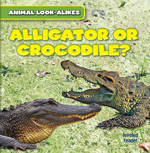 Alligator or Crocodile? by Rob Ryndak