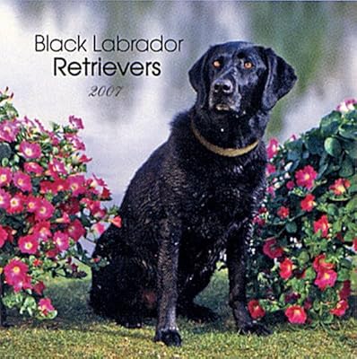Labrador Retrievers, Black 2008 Square Wall Calendar (German, French, Spanish and English Edition)