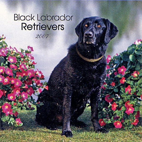 Labrador Retrievers, Black 2008 Square Wall Calendar (German, French, Spanish and English Edition) by BrownTrout Publishers