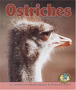 Ostriches (Early Bird Nature)